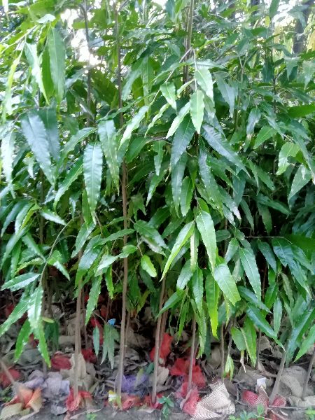Ashoka Plant, Color : Green