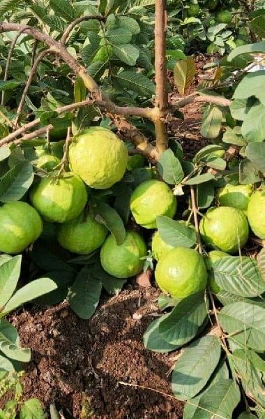 Barafkhana Guava Plant
