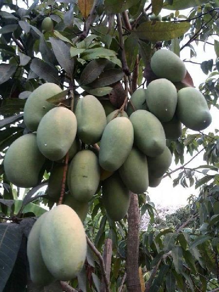 Dussehri Mango Plant
