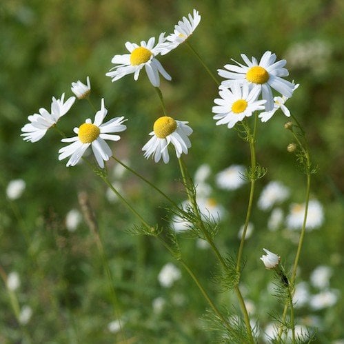 Organic Chamomile Blue Oil, Feature : Hygienically Packed