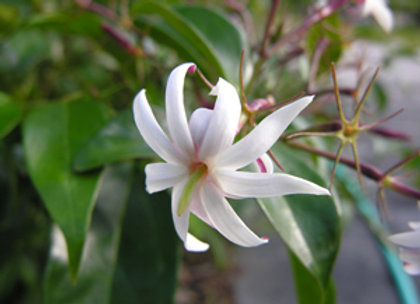 Jasmine Sambac Absolute Oil, Feature : Nice Fragrance