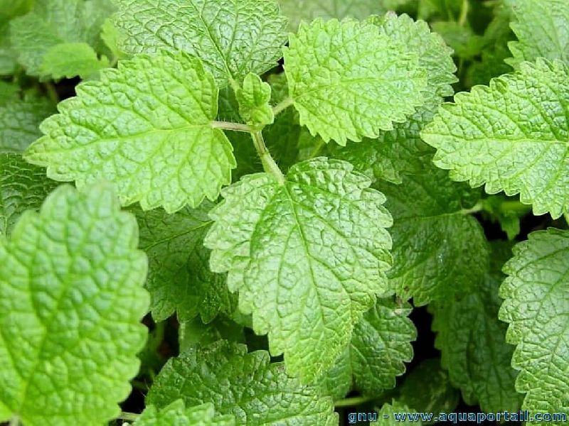 Mentha Citrata Oil