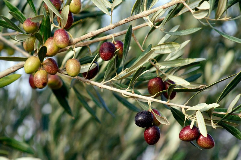 Organic Olive Oil, for Cooking, Feature : Fine Purity