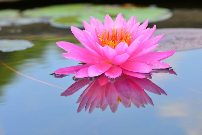 Pink Lotus Absolute, Feature : Nice Fragrance