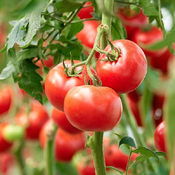 Tomato Seed Oil, for Cooking, Medicines, Form : Liquid
