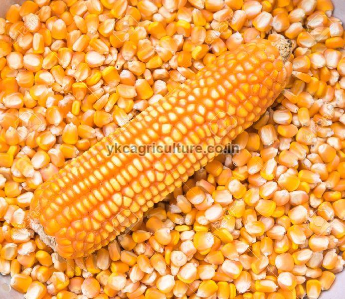 Organic yellow maize, for Animal Food, Cattle Feed, Style : Fresh