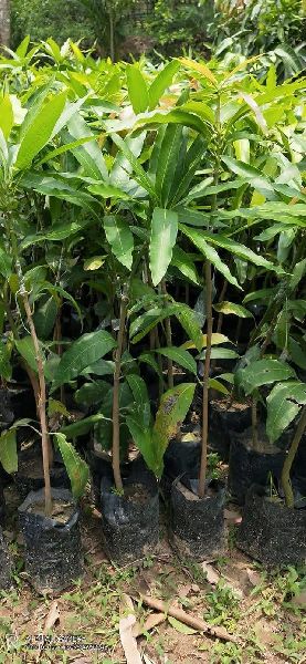 Amropali mango plants