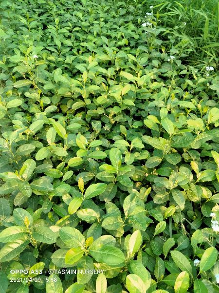 Assam lemon fruit plants