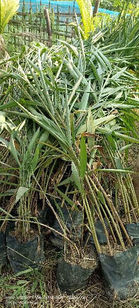 green cardamom plant