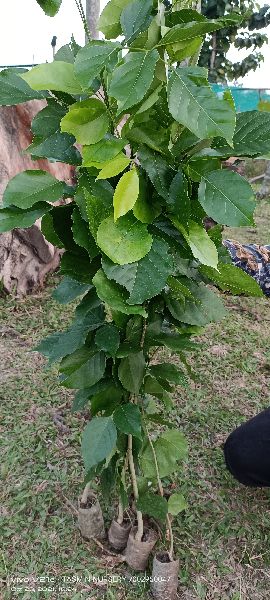 Natural Kat Badam plant, for Ayurvedic Medicine, Plantation, Packaging Type : Plastic Bag