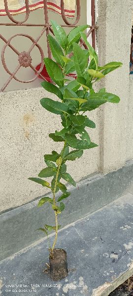 Malta lemon plant