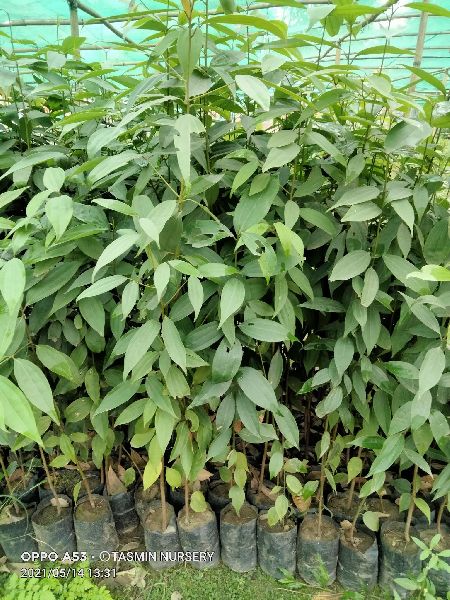 Tazpatta plant