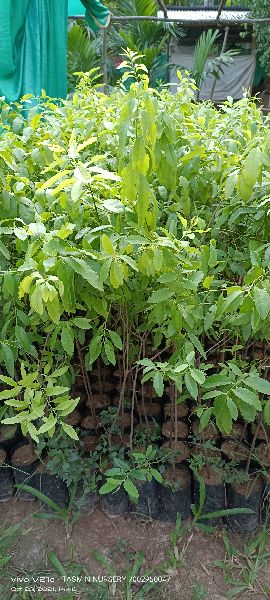 White Sandalwood Plants, for Plantation, Size : 1-2 Feet, Standard