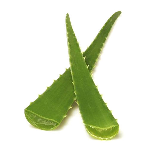 Organic Aloe Vera Leaves, for Body Lotion, Cream, Making Shampoo, Feature : Easy To Grow, Nice Aroma