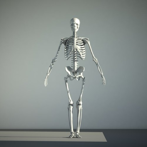 PVC Human Skeleton, Color : White