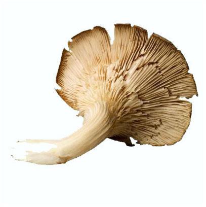 dried oyster mushroom