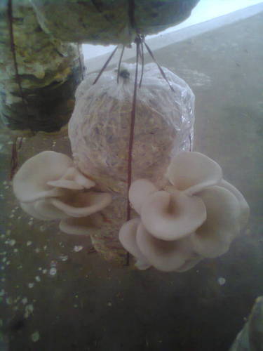 fresh oyster mushroom