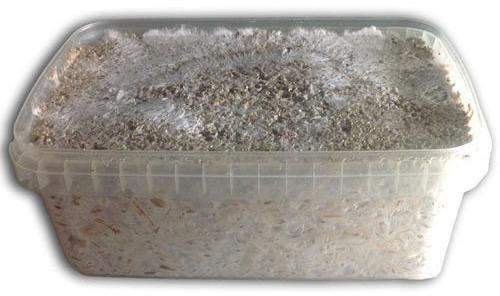 Mycelium Grow Kit