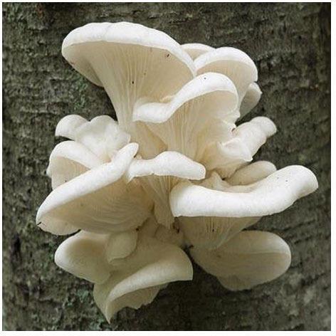 Pearl Mushroom