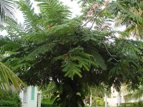 Cassia Javanica Seeds