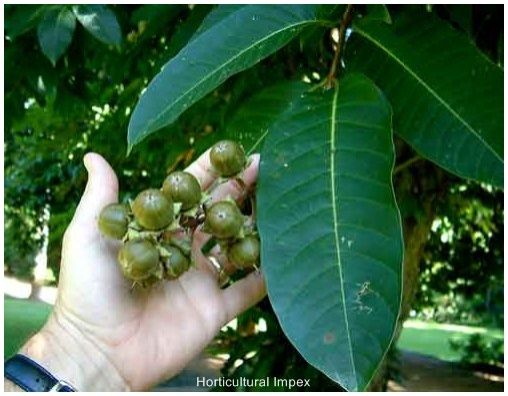 Lagerstroemia Speciosa Seeds