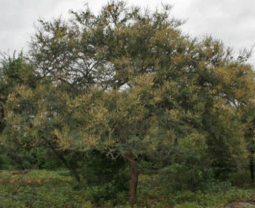 Acacia Leucophloea Seeds