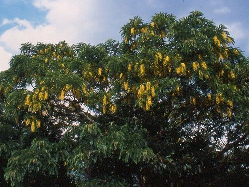 Acacia Ferruginea Seeds