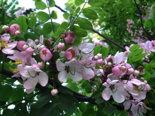 Cassia Javanica Seeds