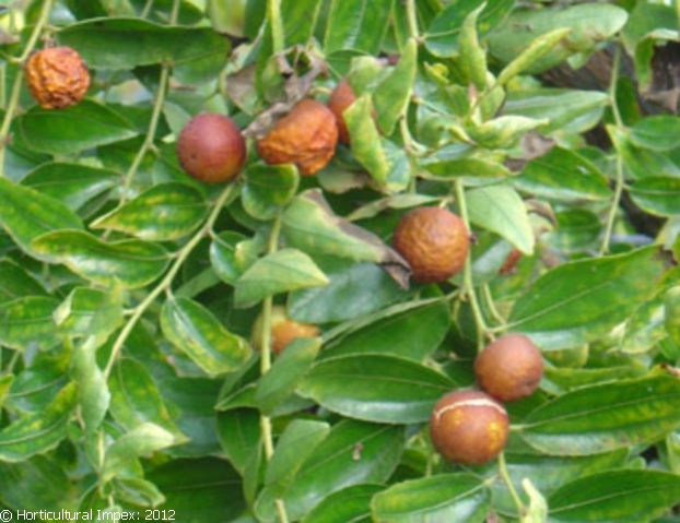 Aegle Marmelos Seeds