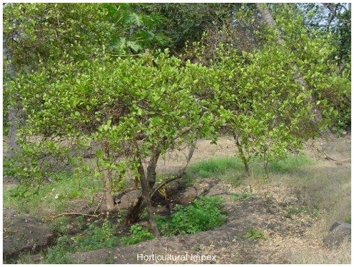 Citrus Aurantifolia Seeds