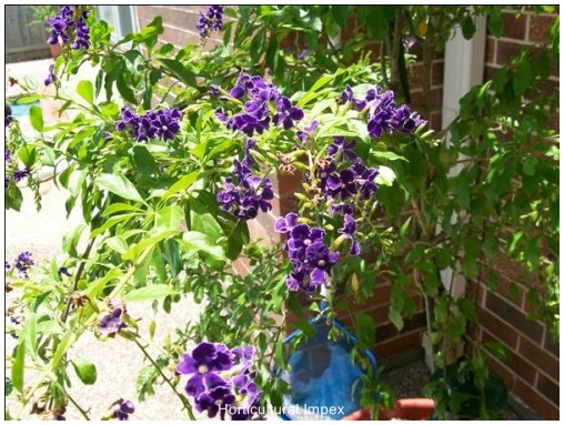 Duranta Erecta Seeds