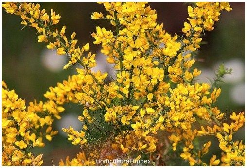 Ulex Europaeus Seeds