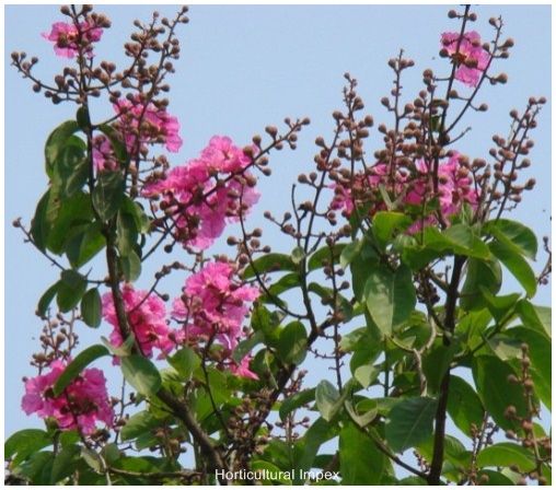 Lagerstroemia Speciosa Seeds