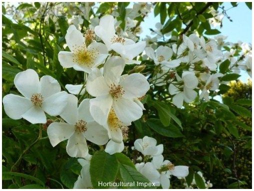 Rosa Moschata Seeds