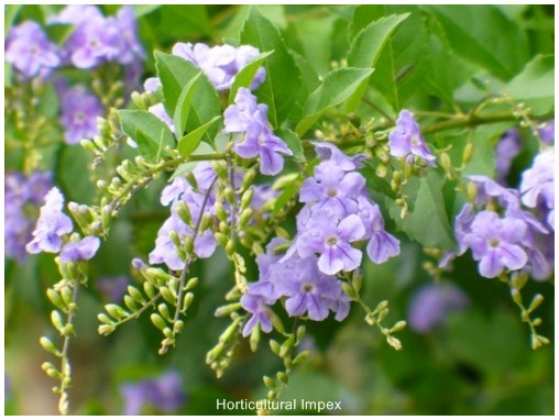 Duranta Erecta Seeds