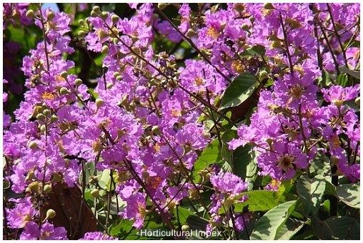 Lagerstroemia Speciosa Seeds