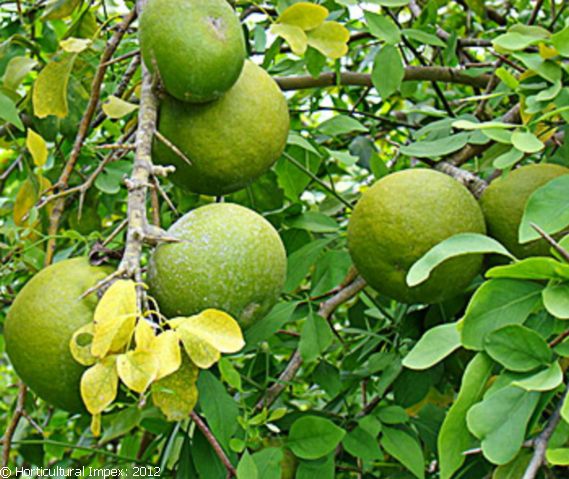 Aegle Marmelos Seeds