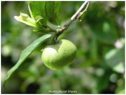 Camellia Sinensis Seeds
