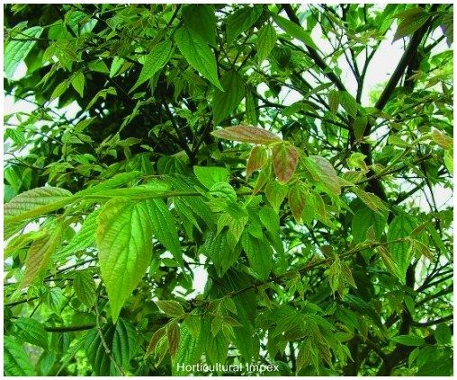Celtis Australis Seeds