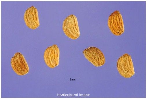 Centella Asiatica Seeds