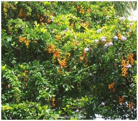 Duranta Erecta Seeds