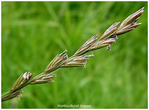 Lolium Perenne Seeds