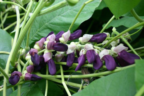 Mucuna Pruriens Seeds