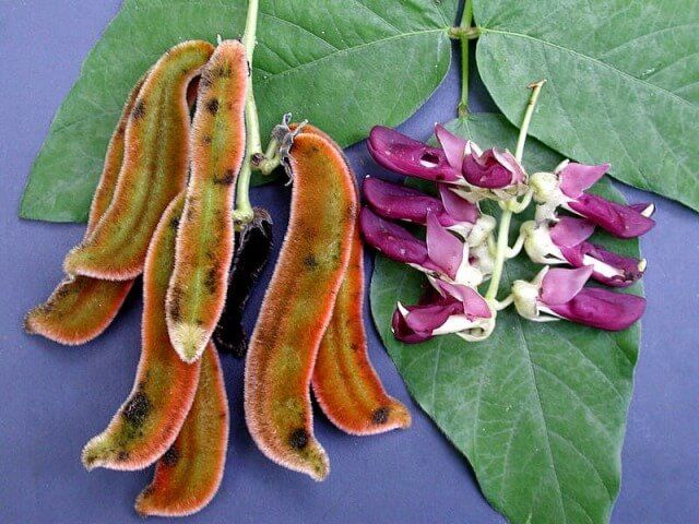 Mucuna Pruriens Seeds