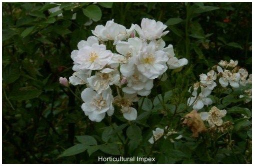 Rosa Moschata Seeds