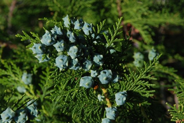 Thuja Orientalis Seeds