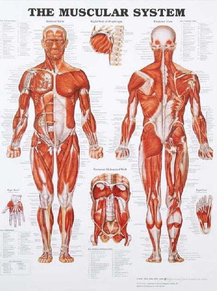 Rectangular Paper Human Anatomical Chart, for Hospital, Office, School, Feature : Best Quality, Colourful