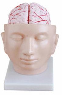 Human Brain With Arteries Model, for Biological Lab, Educational, Medical, Size : Life size