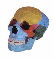 Human Colored Skull Model, for School. Hospital, College, Color : Multicolor