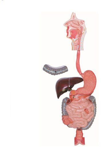 Human Digestive System Model